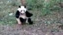 video Pojašená panda