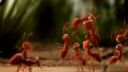 video Mravenčiar a mravce