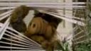 Alf a Rákel