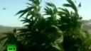 video Najväčšia ilegálna plantáž marihuany