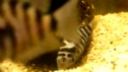 CICHLAZOMA NIGROFASCIATUM