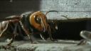 video Prieskumnice obrích sršňov vs. Japonské včely