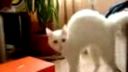 video Druhá frankensteinova mačka