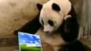 Šokovaná panda