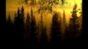 From the Sunset_ Forest and Grief - Broken Lights