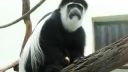 Opice z Bojnickej ZOO