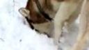 Zkrocení vlci - Husky