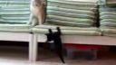 video Mačka vs. kocúrik