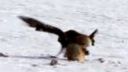 video Lov líšky orlom skalným