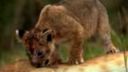 DisneyNature - Africké mačky