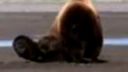 Bitka dvoch Grizzly medveďov