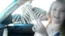 Keď zebra degustuje