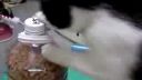 video Vynaliezavá maškrtná mačka