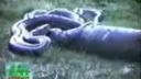 video Obrovský had zožral hrocha