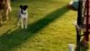 Funny moments dogs and cats