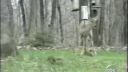 video Veverička vs. laň