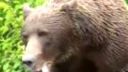 video Stretnutie s grizlym