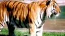 Tigre 2