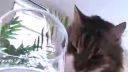 video Milá cica