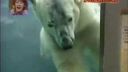 video Útok ľadového medveďa