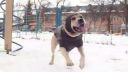TRETstyle (the parkour dog)