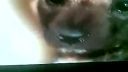 Animal Planet - hyena