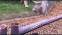 Leopard vs. veverička