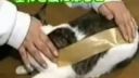 video Mačka vs. lepiaca páska