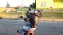 Korzeń Stuntrider