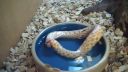 video Samovražedný had žerie sám seba