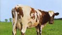Pink Floyd - Atom Heart Mother
