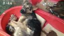 video Ponuka psov na konzumáciu na čínskej tržnici