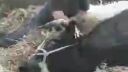 video Pôrod kravy