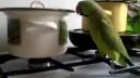 video Hladný papagáj