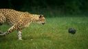 video Gepard spomalene