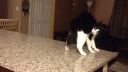 video Mačka čudáčka