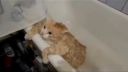 video Tučná mačka sa zasekla vo vani