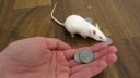 video Videli ste už cvičené myši?