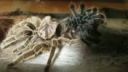 Grammostola rossea zvliekanie