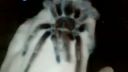 Grammostola Gosea red