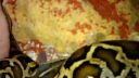 Python molurus bivittatus