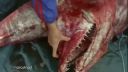video Žralok Owstonov - žijúce monštrum