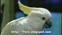 video Hovoriace papagáje
