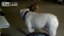 Buldog tancuje