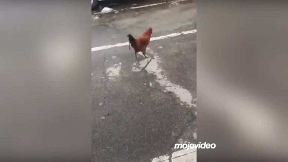 Najlepšie kohút videá